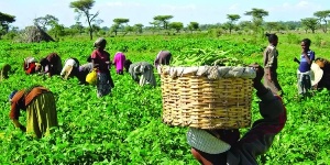 Peasant farmers vow to hold next govt accountable over manifesto promise