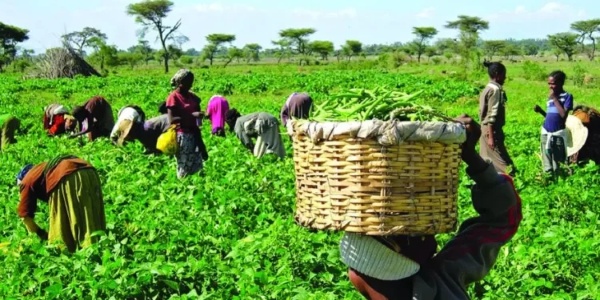 Peasant farmers vow to hold next govt accountable over manifesto promise