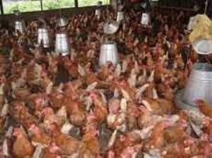 Poultry