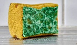 Sponge