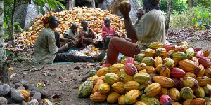 Ghana’s 2024 cocoa export revenue crashes to $1.7 billion—lowest in 15 years