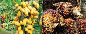 Cocoa, oil palm sectors on tenterhooks