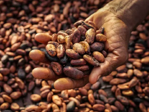 Cocoa production dropped by nearly 50% over 3 years – Finance Minister