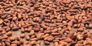 The mid-crop season, running from April 1 to September 30, is crucial for global cocoa supply