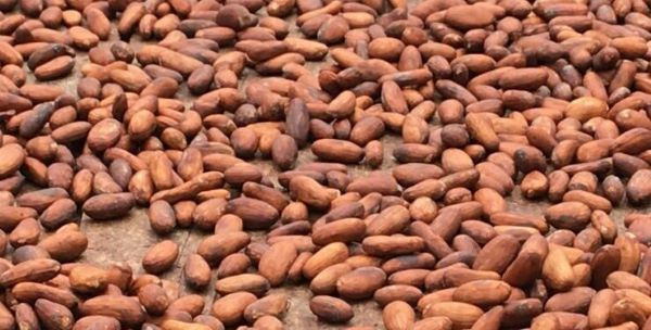 The mid-crop season, running from April 1 to September 30, is crucial for global cocoa supply