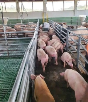 Barekese Piggery and Meat Processing Factory to create 300 new jobs, benefit 700 farmers