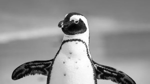 Jackass penguin