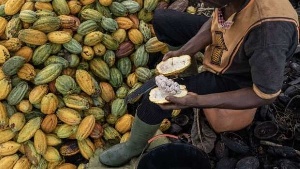 Cocoa market on the brink of big price surge