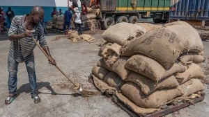 Ghana cocoa arrivals up 70% due to better crop, smuggling crackdown