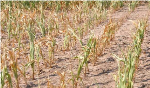 World Vision allocates US$8m to farmers affected by drought