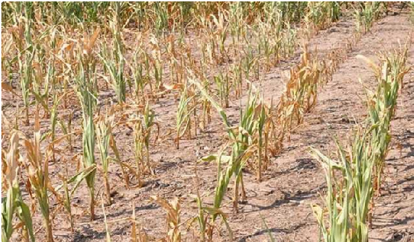 World Vision allocates US$8m to farmers affected by drought