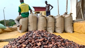Cocoa Production Falls 50% in Three Years