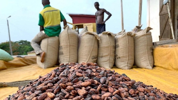 Cocoa Production Falls 50% in Three Years