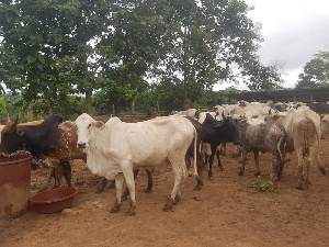 The move aims to enforce order and prevent the public nuisance caused by roaming cattle