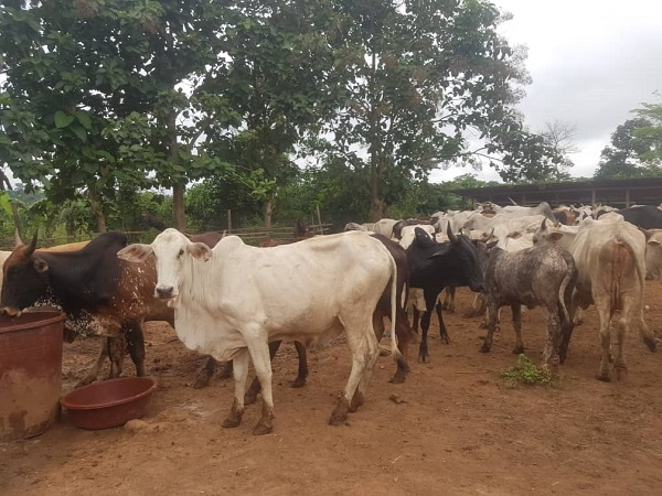 The move aims to enforce order and prevent the public nuisance caused by roaming cattle