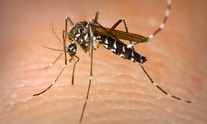 Dengue virus is transmitted to humans through the bite of infected mosquitoes