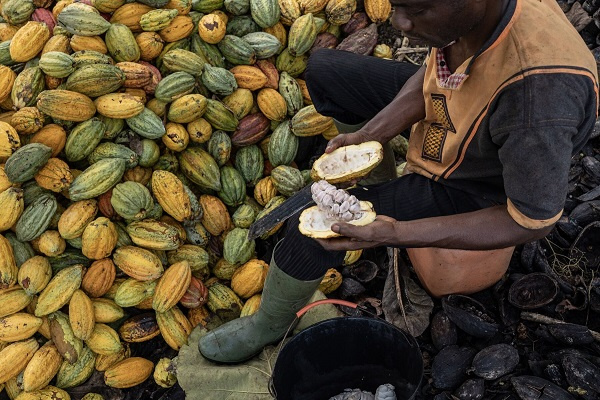 Ghana uses an annual syndicated loan to finance bean purchases from farmers