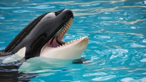 Orca - Killer whale.