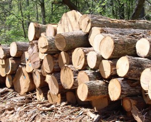 Ghana’s timber export value for third quarter amounts to €92.6m