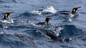 penguins and seals