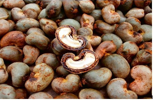 The Bono Region has about 74,000 acres of cashew plantation