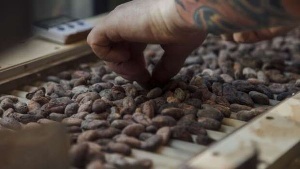 Cocoa prices surge on West African cocoa crop concerns