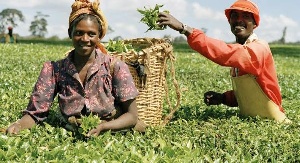 People Farming