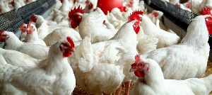 Poultry farmers in Twifo Atti Morkwa struggle amid rising feed costs