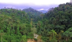 Recent studies using Landsat data show an alarming acceleration of forest loss