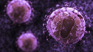 Cells of the AIDS virus