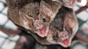 vampire-bat