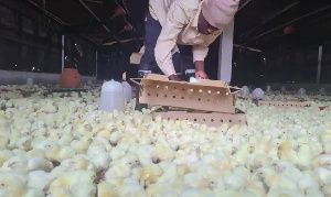 ‘We’re not just giving out chicks; it’s a comprehensive agriculture policy’ – Felix Kwakye Ofosu
