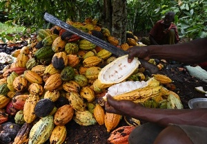 Alan Kyerematen identifies discrepancies that shortchange cocoa farmers