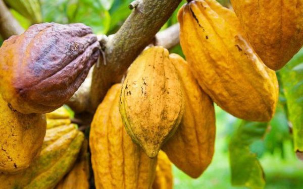 Focus on trading cocoa – Gawu to COCOBOD