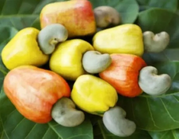 Cashew