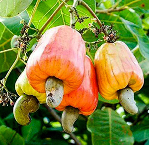 Cashew
