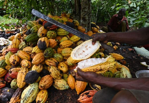 Ghana slashes cocoa harvest forecast for the second time amid adverse weather conditions