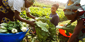 GDP driven by agriculture guarantees job creation – Presidential adviser on agriculture