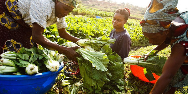 GDP driven by agriculture guarantees job creation – Presidential adviser on agriculture