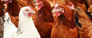 Poultry