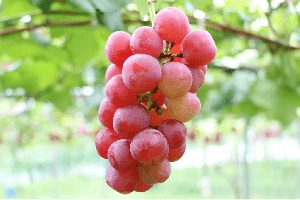grapes