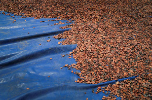 Ghana fails to benefit from 156% rise in cocoa price in 2024