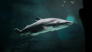 shark