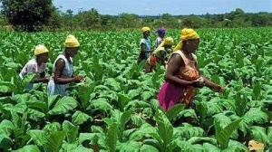 Peasant farmers