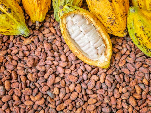 Ghana has witnessed a decline in cocoa production over the past decade