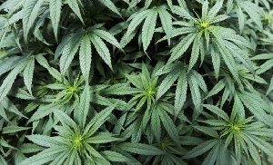 Cannabis