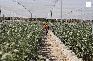 The sector's growth relies on securing long-term finance to increase production and maintain market