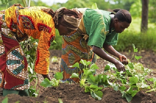 The discussions focused on transforming agriculture into a modern agribusiness sector