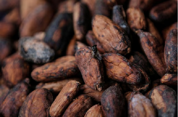 Amid rising global cocoa prices, farmers urge Cocobod to ensure higher wages